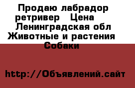 Продаю лабрадор -ретривер › Цена ­ 1 - Ленинградская обл. Животные и растения » Собаки   